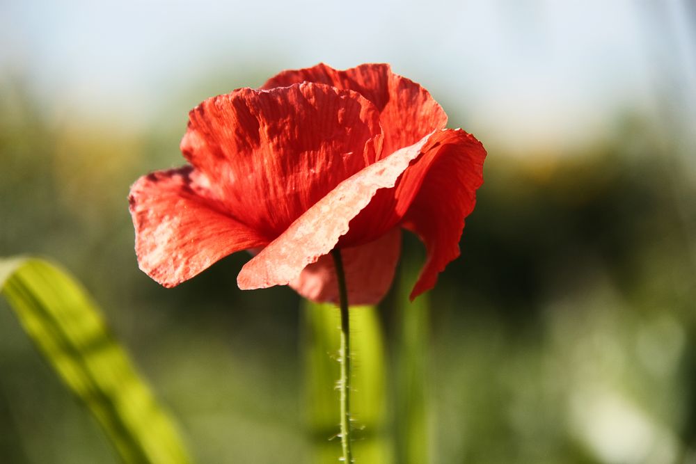 Mohn