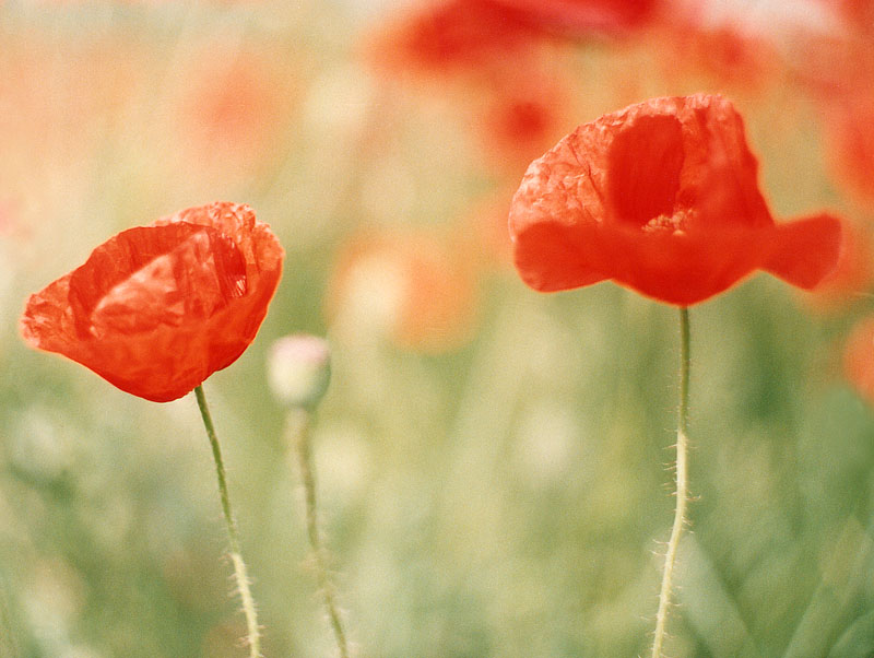 Mohn