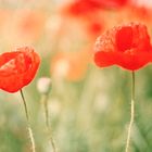 Mohn