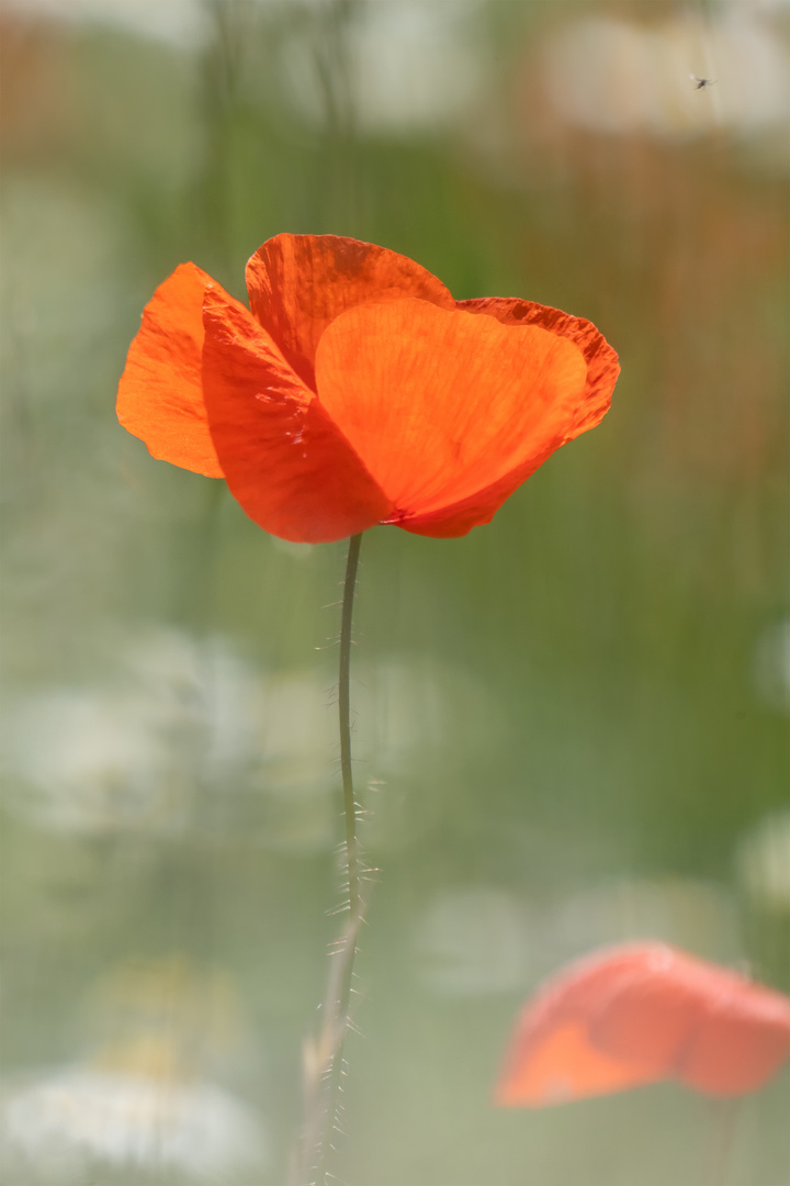 Mohn