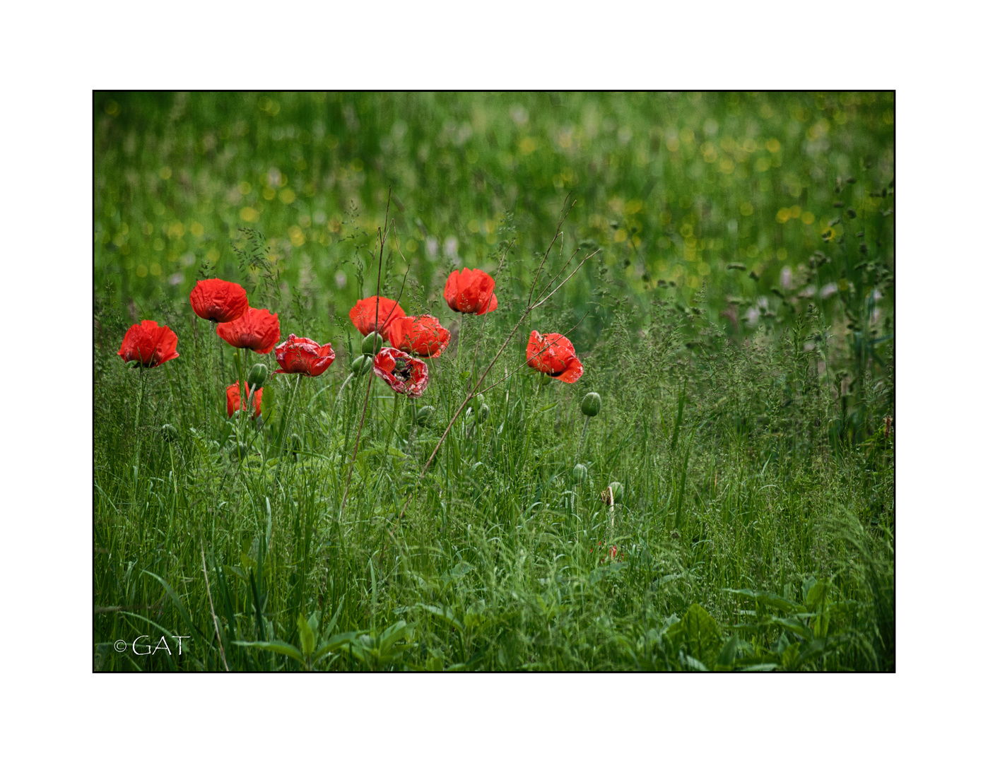 Mohn