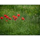 Mohn