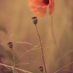 Mohn