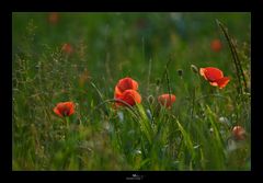 Mohn