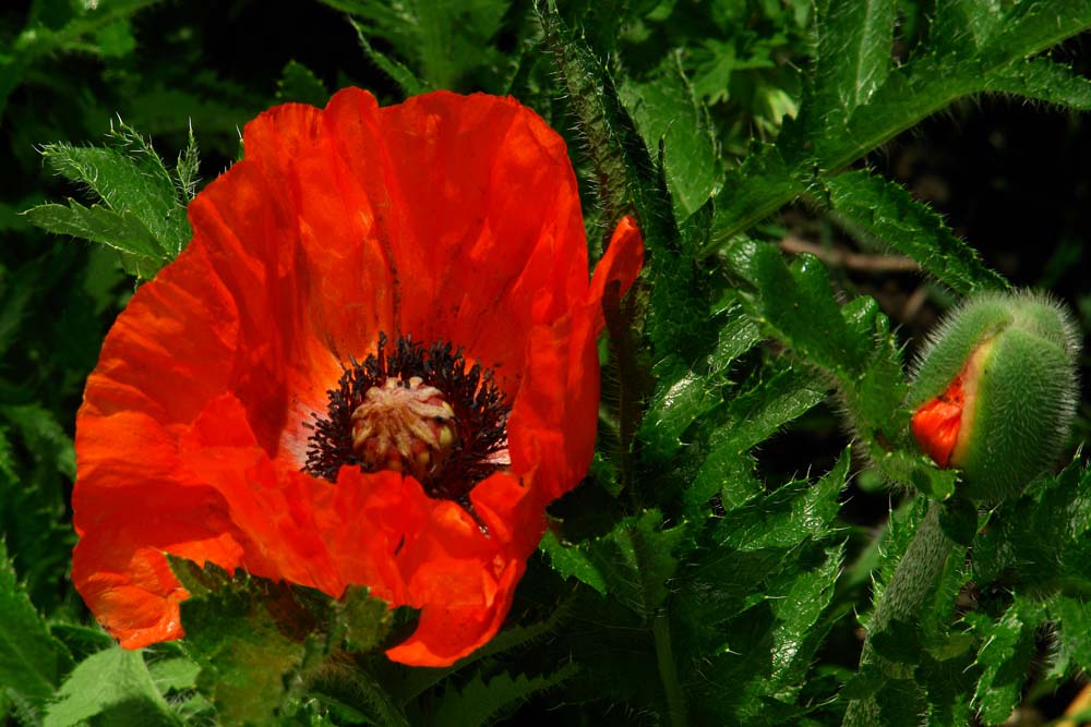 Mohn