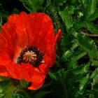 Mohn