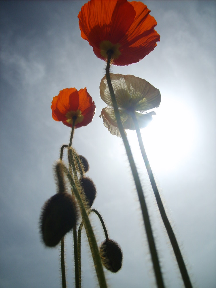 mohn