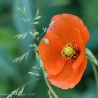 MOHN