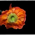 Mohn