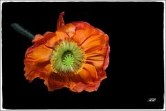 Mohn