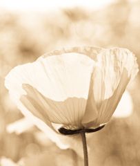 Mohn