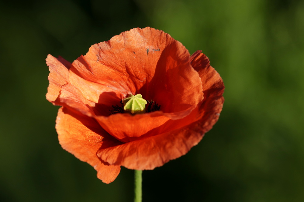 Mohn