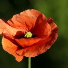 Mohn