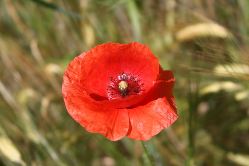 Mohn