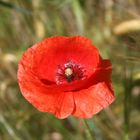 Mohn