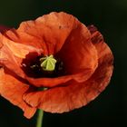 Mohn