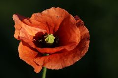 Mohn