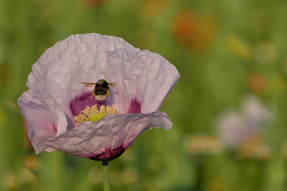 MOHN