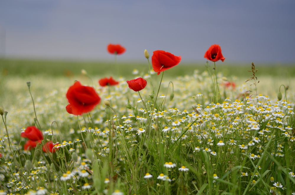 Mohn