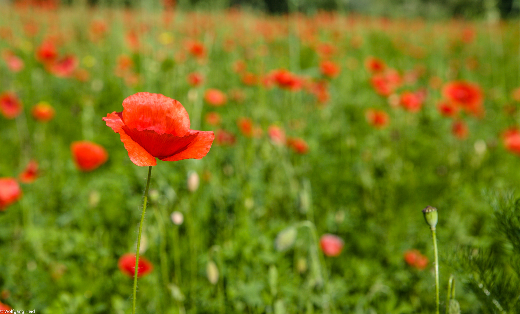 Mohn..