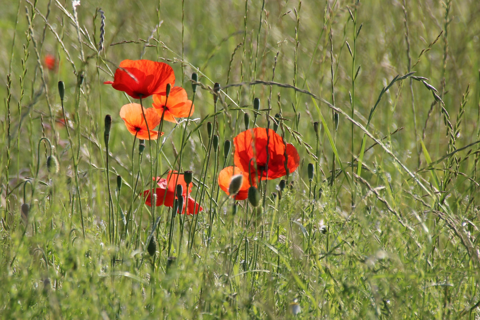 Mohn