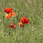 Mohn