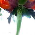 Mohn