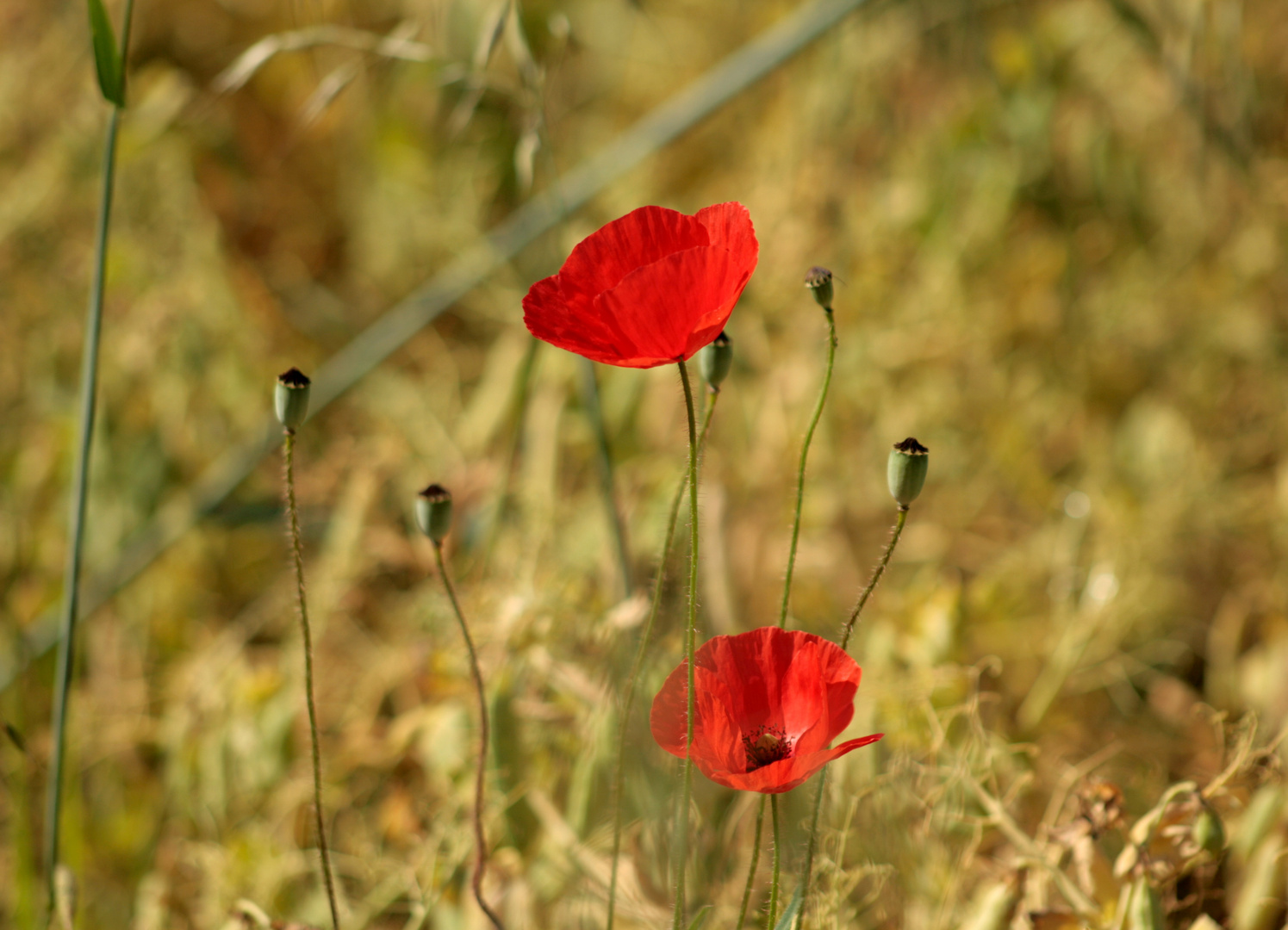 Mohn