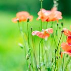 Mohn