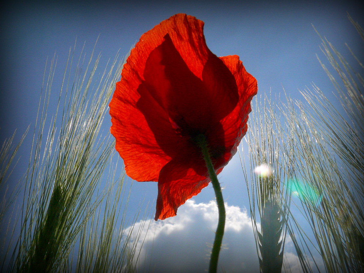 Mohn ...