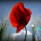 Mohn ...