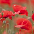 Mohn