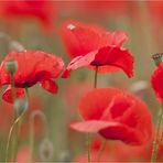 Mohn