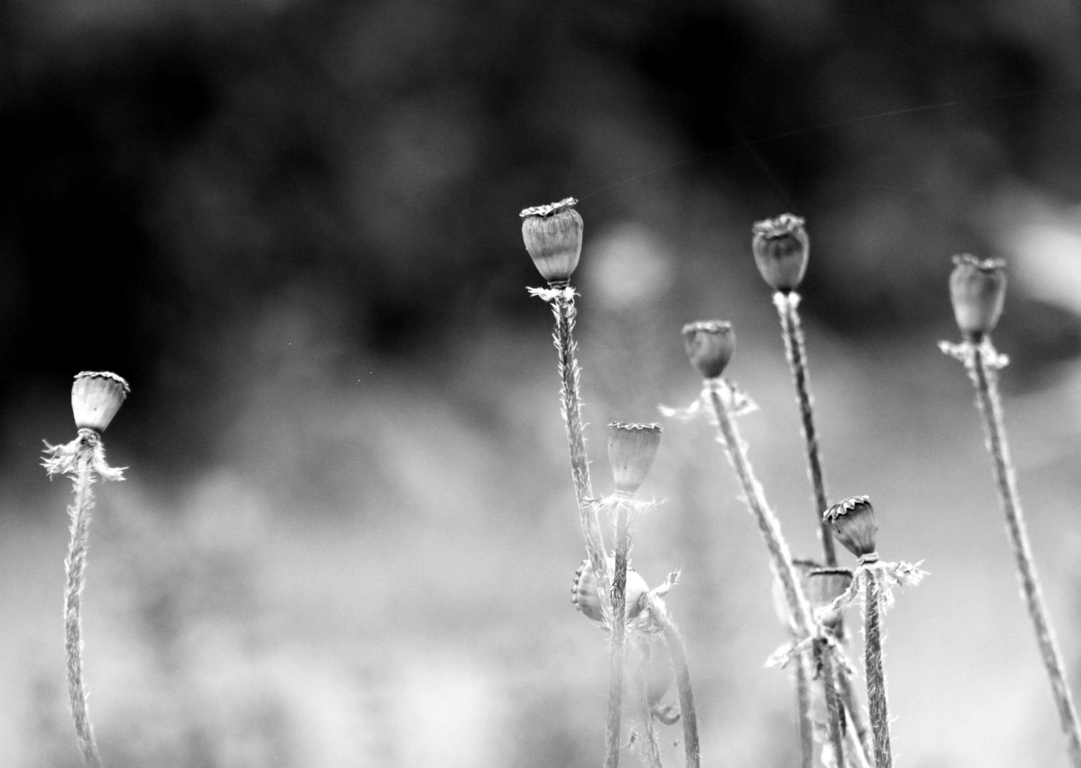 Mohn