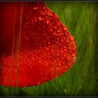 Mohn......