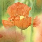 Mohn