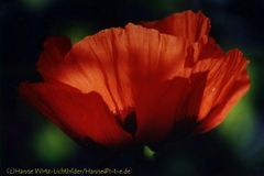 Mohn