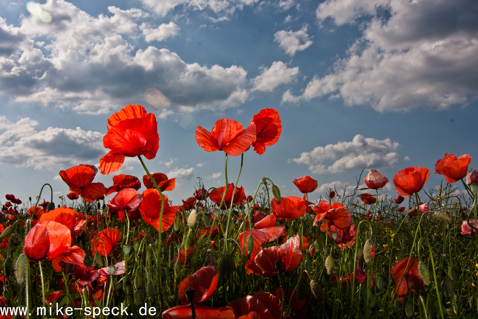 Mohn