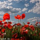 Mohn