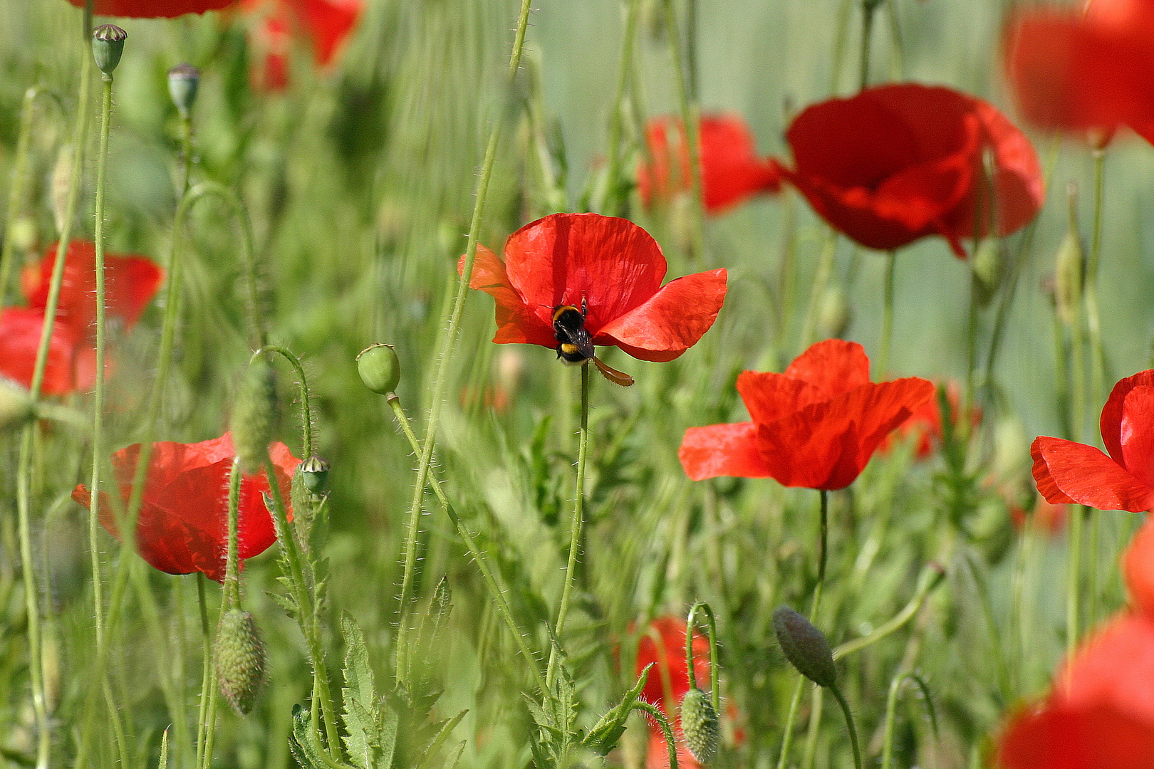 Mohn