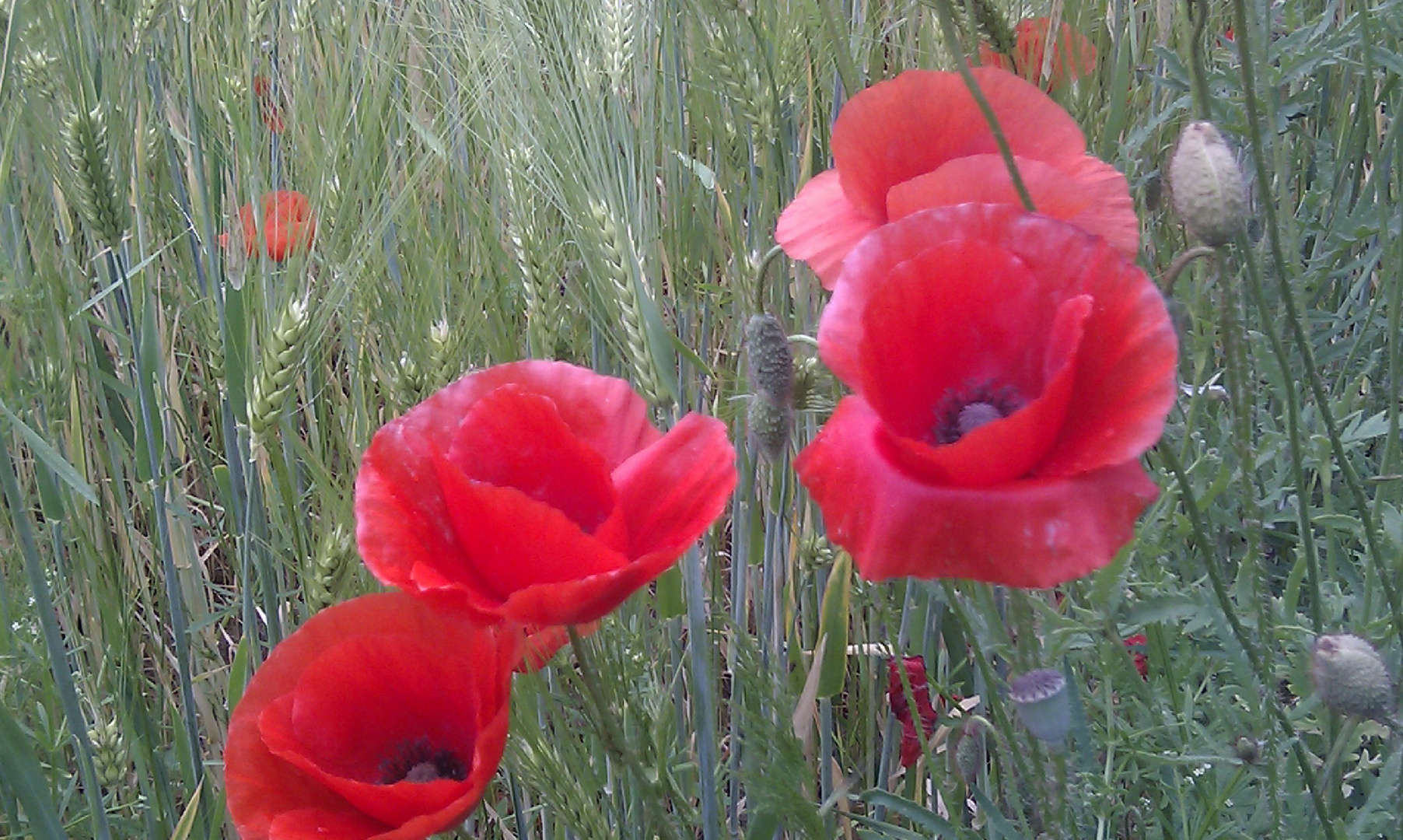 Mohn :-)