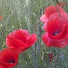 Mohn :-)