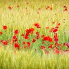 Mohn