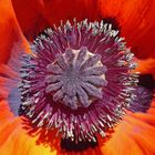 Mohn