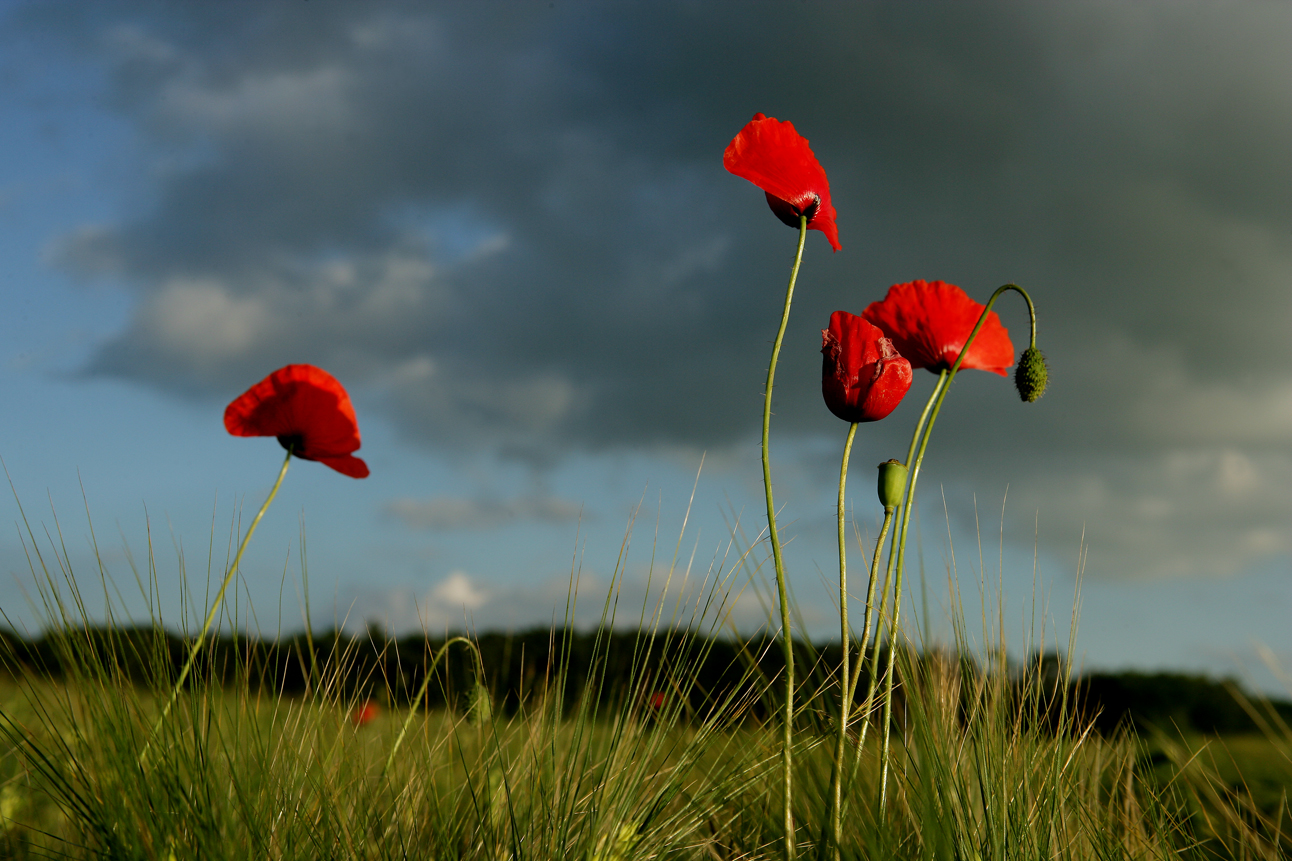 Mohn