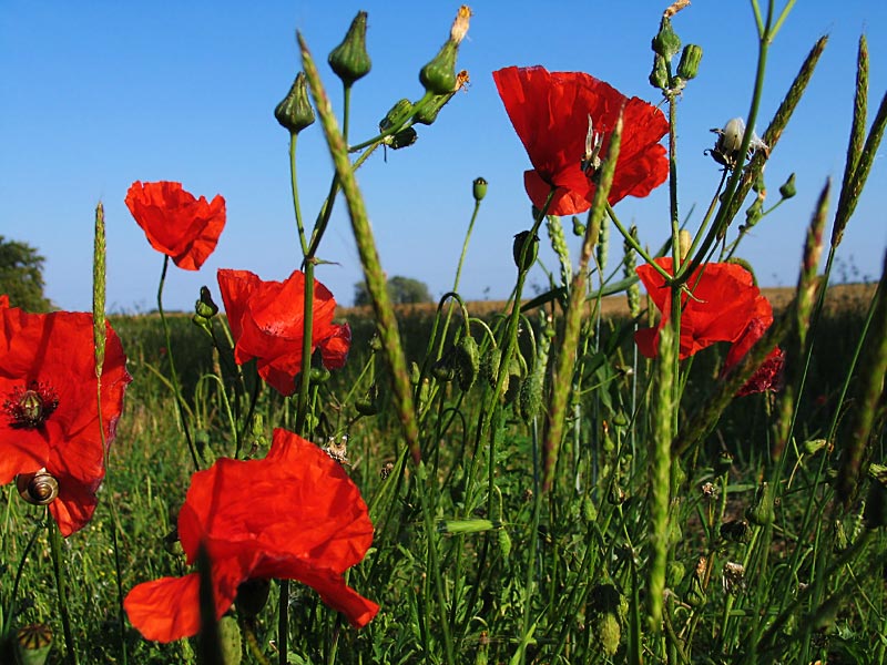 Mohn