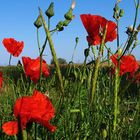 Mohn