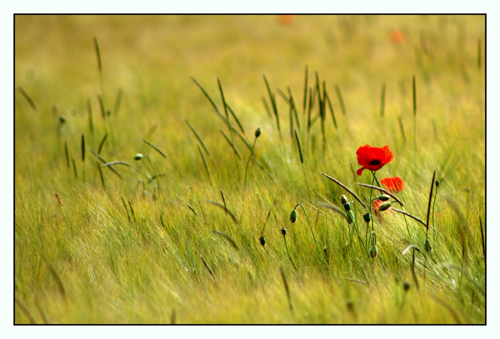 Mohn