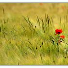 Mohn