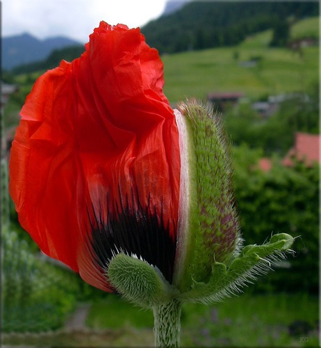 Mohn